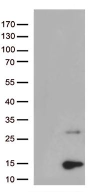 PPY Antibody
