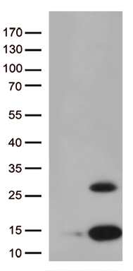 PPY Antibody