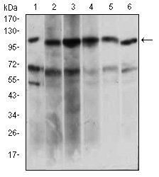 PAPLN Antibody