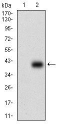 PAPLN Antibody