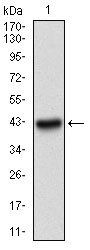 PAPLN Antibody