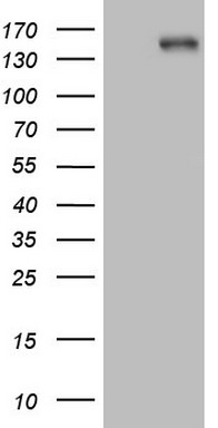 PAPSS2 Antibody