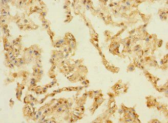 PAQR5 Antibody