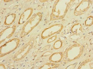 PAQR5 Antibody