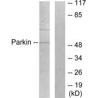 PRKN Antibody