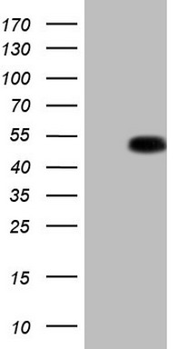 PARN Antibody
