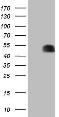 PARN Antibody