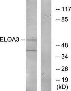 ELOA3 Antibody