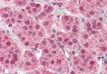 Goat anti-PARP2 Antibody