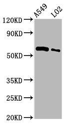 PARP3 Antibody