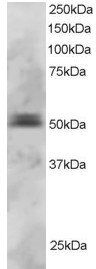 PAX5/BSAP Antibody