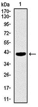PAX5 Antibody