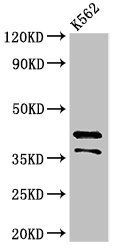 PAX5 Antibody