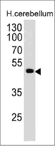 PAX6 Antibody