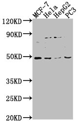 PAX8 Antibody