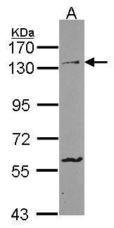 protocadherin 1 Antibody