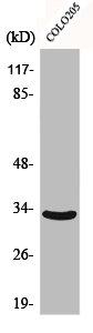 CNR2 Antibody