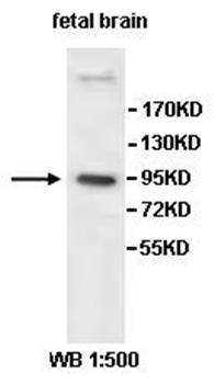 PCDHGB4 Rabbit Polyclonal Antibody
