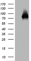 PCK1 Antibody