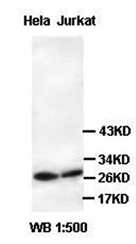 PCMT1 Rabbit Polyclonal Antibody