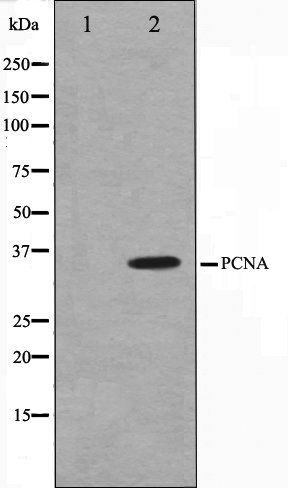 PCNA Antibody