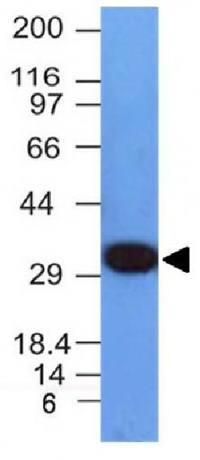PCNA Antibody