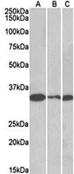 PCNA Antibody