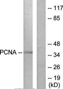 PCNA Antibody