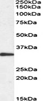 PCNA (aa111-122) Antibody
