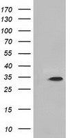 PCSK7 Antibody