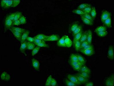 PDCD10 Antibody