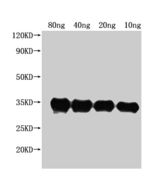 pdeH Antibody