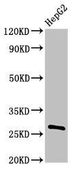 PDF Antibody