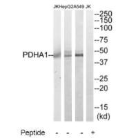 PDHA1 Antibody
