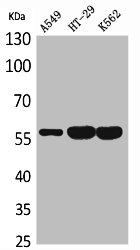 PDIA3 Antibody