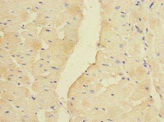 PDK3 Antibody