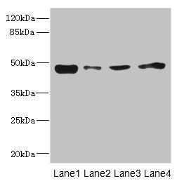 PDK3 Antibody