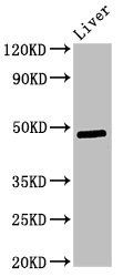 Pdk3 Antibody