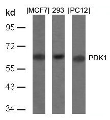 PDPK1 Antibody