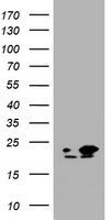 PDPK1 Antibody