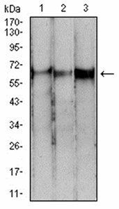 PDPK1 Antibody