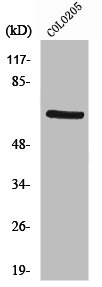 PDPK1 Antibody