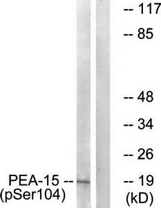 PEA-15 (Phospho-Ser104) Antibody