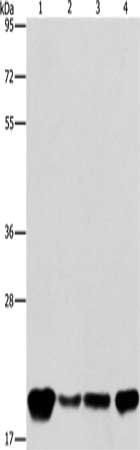 PEBP1 Antibody