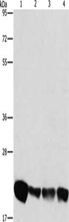 PEBP1 Antibody
