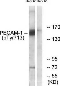 PECAM-1 (Phospho-Tyr713) Antibody