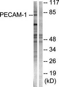 PECAM-1 (Ab-713) Antibody