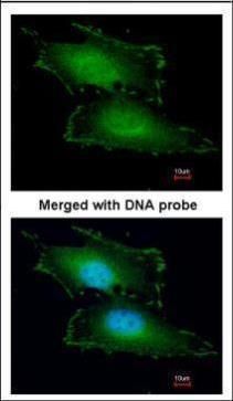 PEF1 Rabbit Polyclonal Antibody
