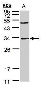 PEF1 Rabbit Polyclonal Antibody