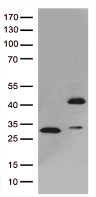 PEG10 Antibody